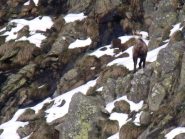 Camoscio