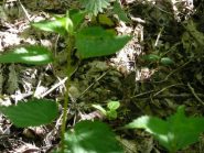 Vipera all'alpe Vardlà