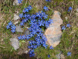 gentiana verna