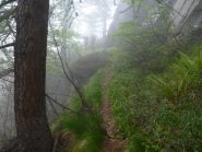 traccia verso l'alpe di costantino