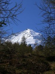 La punta della Grivola vista dal bosco, salendo al bivacco Gontier.