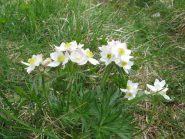 primavera nel parco Dolomiti Bellunesi