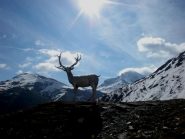..cervus metallicus..rarità faunistica