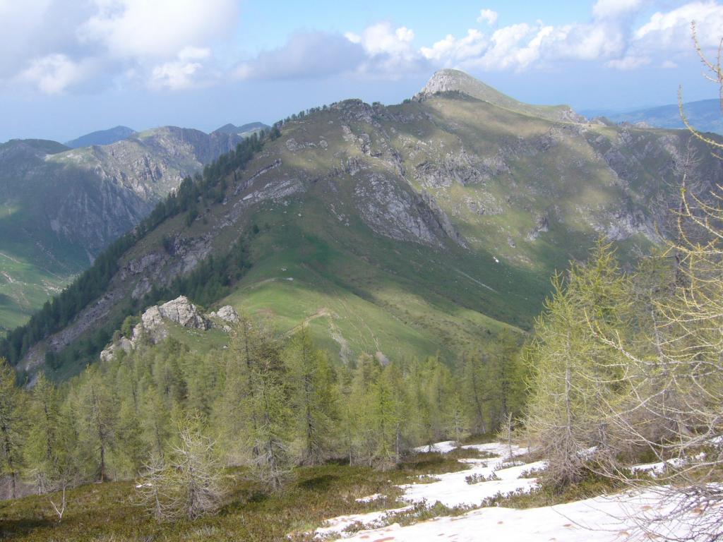 ultimi larici con veduta M.Fantino