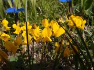 fiori