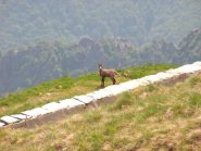Camozza all'Alpe Superiore