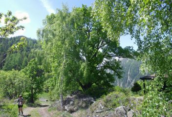 nei pressi del casotto PNGP Luigi Sertorio...pianta monumentale (Tiglio di 200 anni)