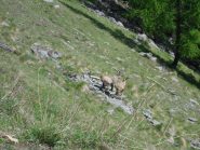 stambecchi  sul sentiero (maschio e femmina)...