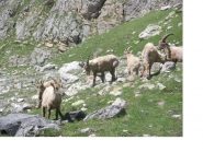 Gli abitanti del luogo...