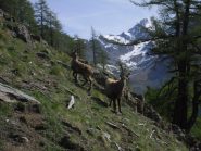 animali ovunque,dove se no....