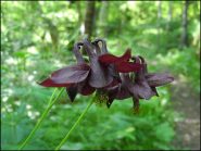 curiosa aquilegia