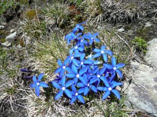 Fiori sopra i 2600 m.
