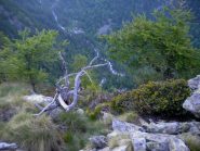 altri splendidi esemplari arborei