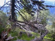 alberi verso quota 1850