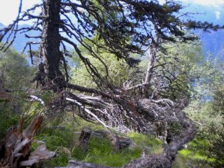 alberi verso quota 1850