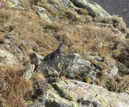 Pernice bianca by summer (lagopus muta?)