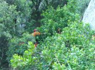 il famoso diedro vegetale