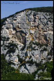 Vaccari