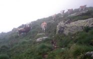 Mucche al pascolo sopra l'alpe del Cont