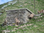 Stambecchi al Rifugio Coda