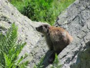 marmotta