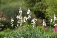 i fiori di oggi: asfodelo