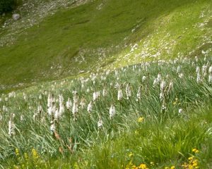 asphodelus albus, per la precisione