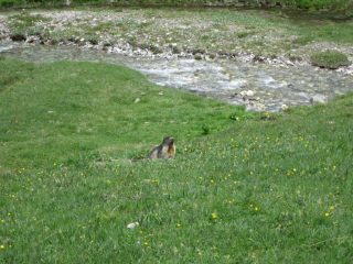 marmotta vicino alle auto