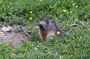 Una simpatica marmotta birichina