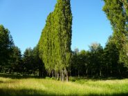 nel verde