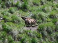 il cerchio della vita