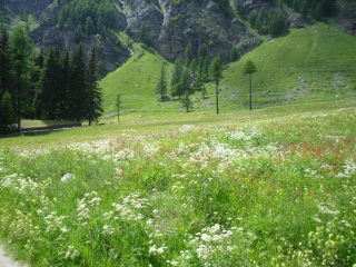 fioritura dei prati lungo il rientro...