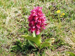 Stupenda orchidea