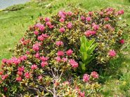 rododendri