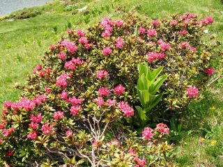 rododendri