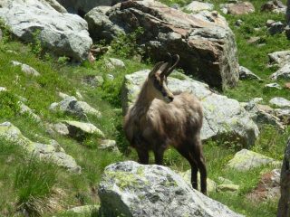 A noi i camosci ci piacciono tanto, specialmente sulla polenta