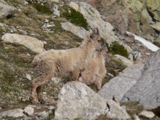 Piccoli di stambecco