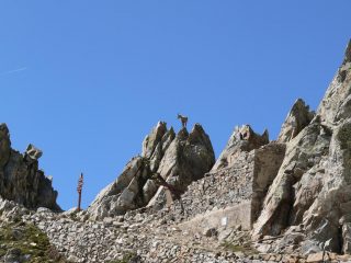 Stambecco esaltato dal Passo del Drous