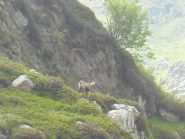 camoscio all'alpe Scaredi