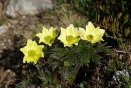 Anemoni lungo il percorso (fioritura fantastica in questo periodo)