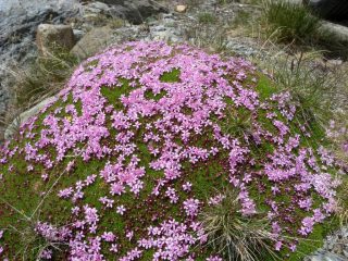 ..anche questo è il Fletschhorn..:))