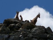 2012-06-17_1151.4stambecchi