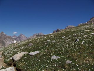 Fioritura