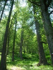 nel bosco