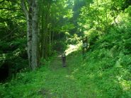 Prima parte del bosco