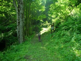 Prima parte del bosco