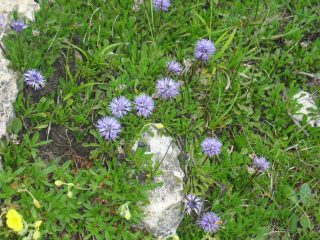 fioruzzi blu a palla..