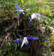 la rara e bella clematis alpina