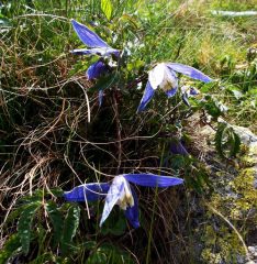 la rara e bella clematis alpina