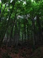 Il versante nord della Rocca Barbena